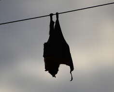 Image of Gray-headed Flying Fox