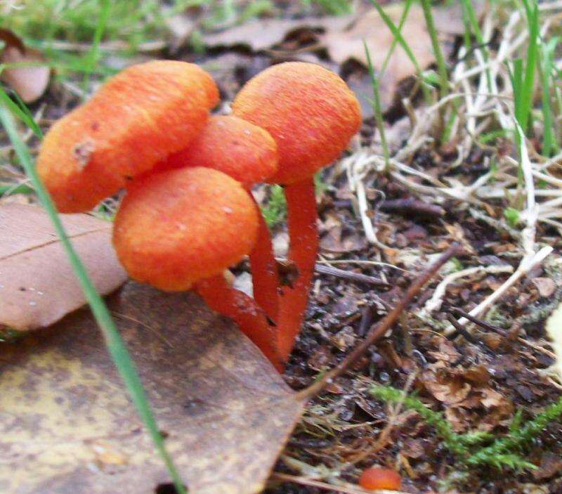 Image of Hygrocybe miniata (Fr.) P. Kumm. 1871