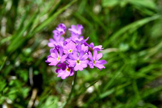 Plancia ëd Primula farinosa L.