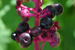 Image of American Nightshade