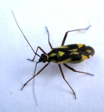 Image of Grypocoris stysi (Wagner 1968)