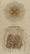 Image of Lion's Mane Jellyfish