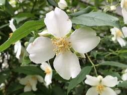 Image of sweet mock orange