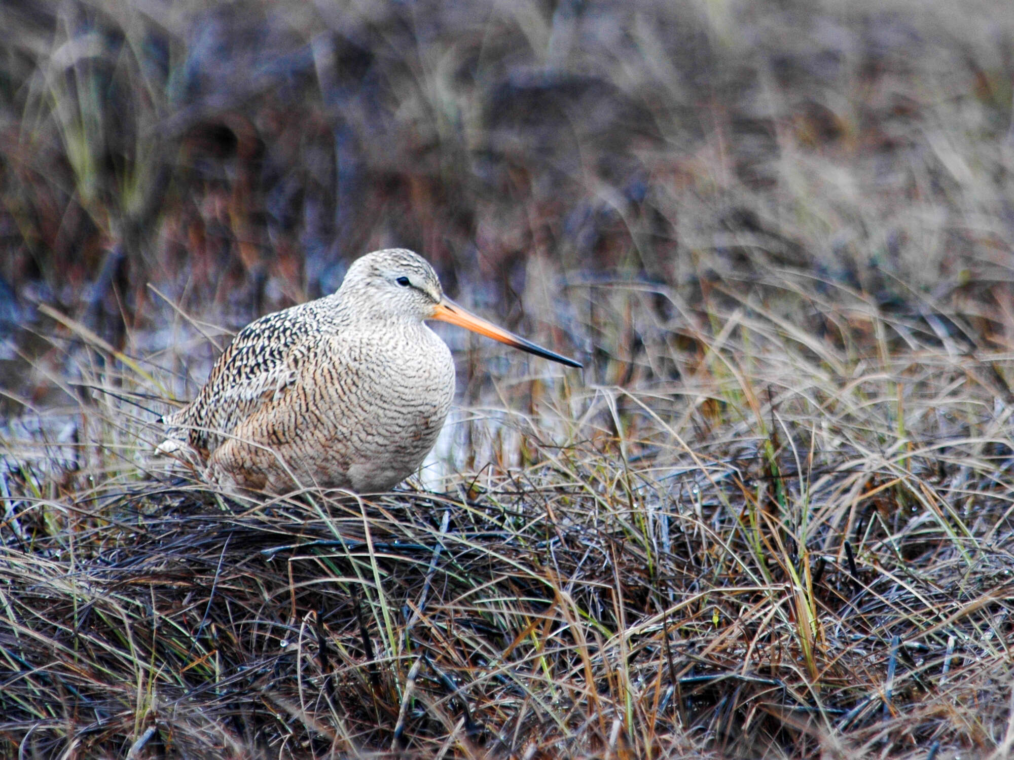 Image of Marbled Godwit