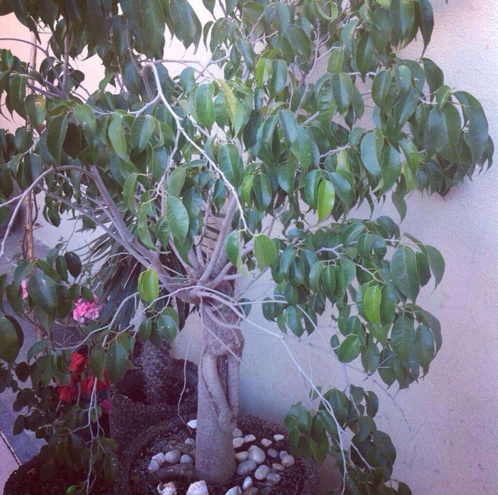 Image de Ficus benjamina L.