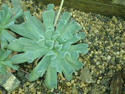 Image of Echeveria runyonii Rose