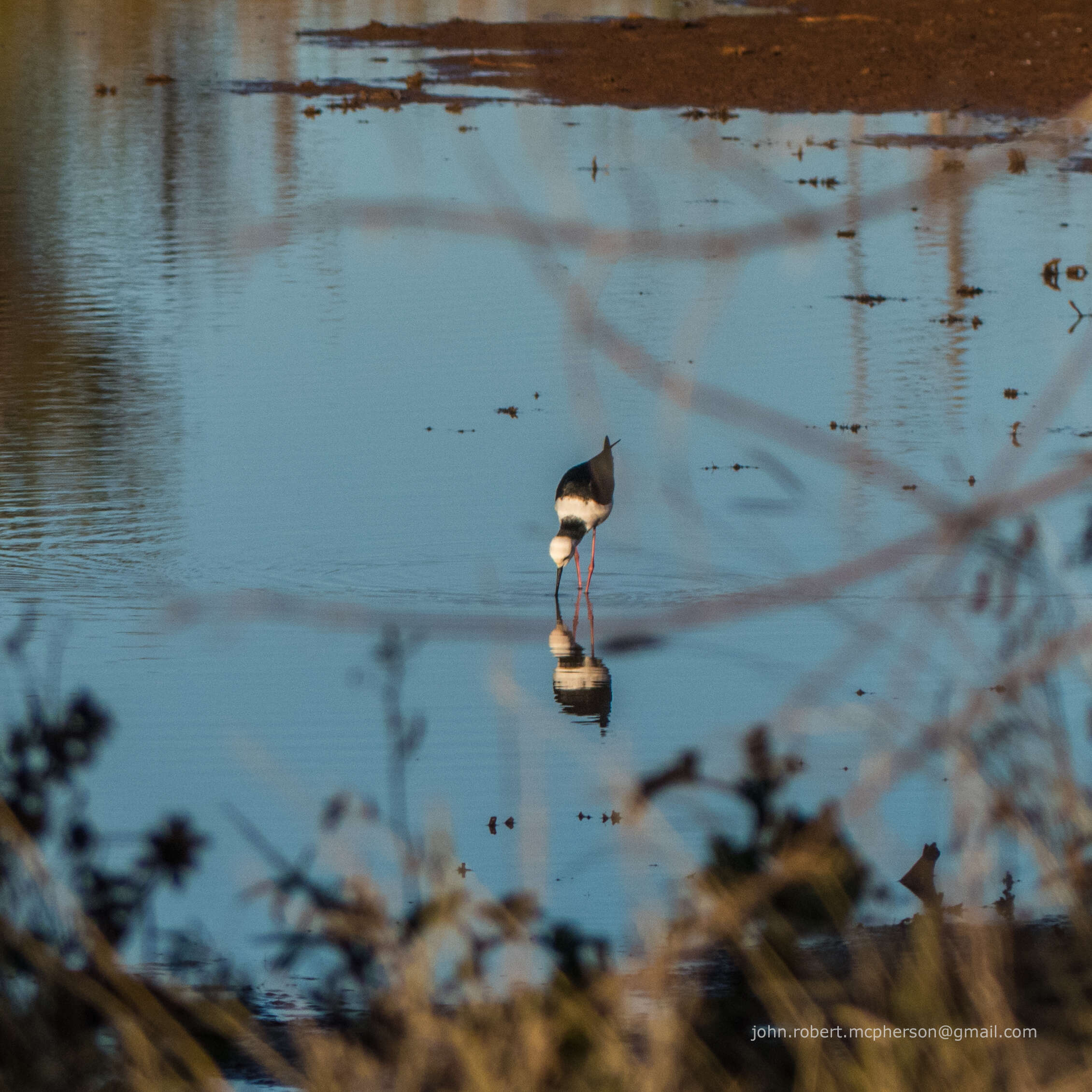 Image of Pied Stilt