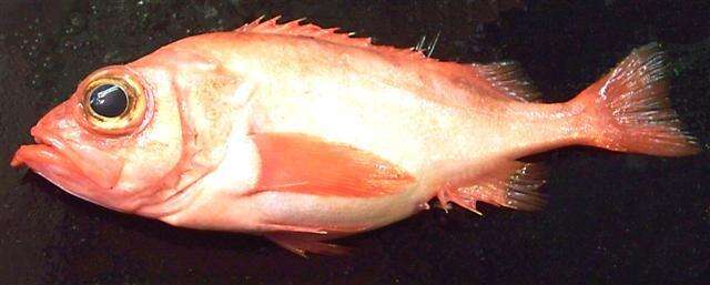 Image of Atlantic Ocean Perch