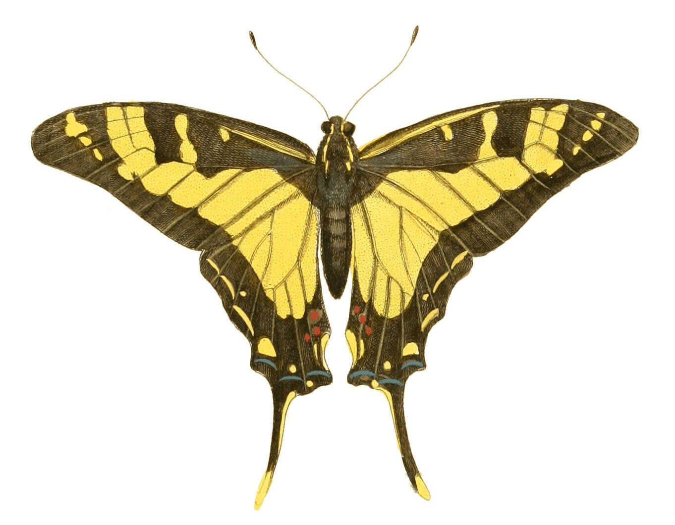 Image of Protographium thyastes (Drury 1782)