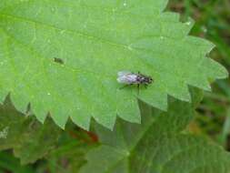 Image of root-maggot flies