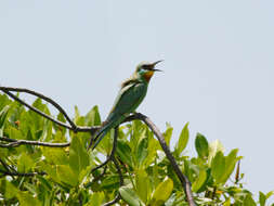 Image of Blue-cheeked Bee-eater