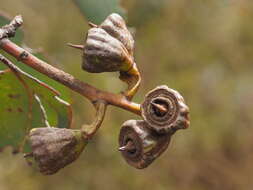 Image of Eucalyptus kessellii Maiden & Blakely