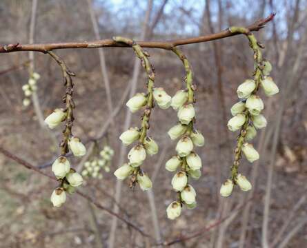 Image of Stachyurus praecox Sieb. & Zucc.