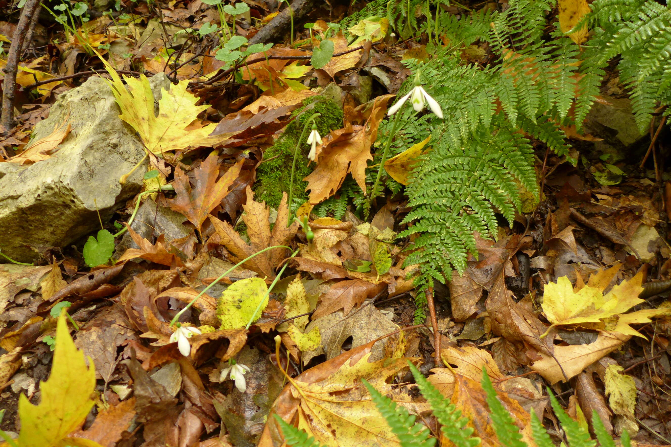 Image of Queen Olga's Snowdrop