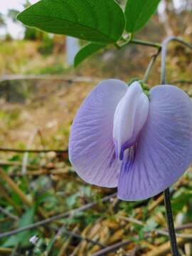 Image of spurred butterfly pea