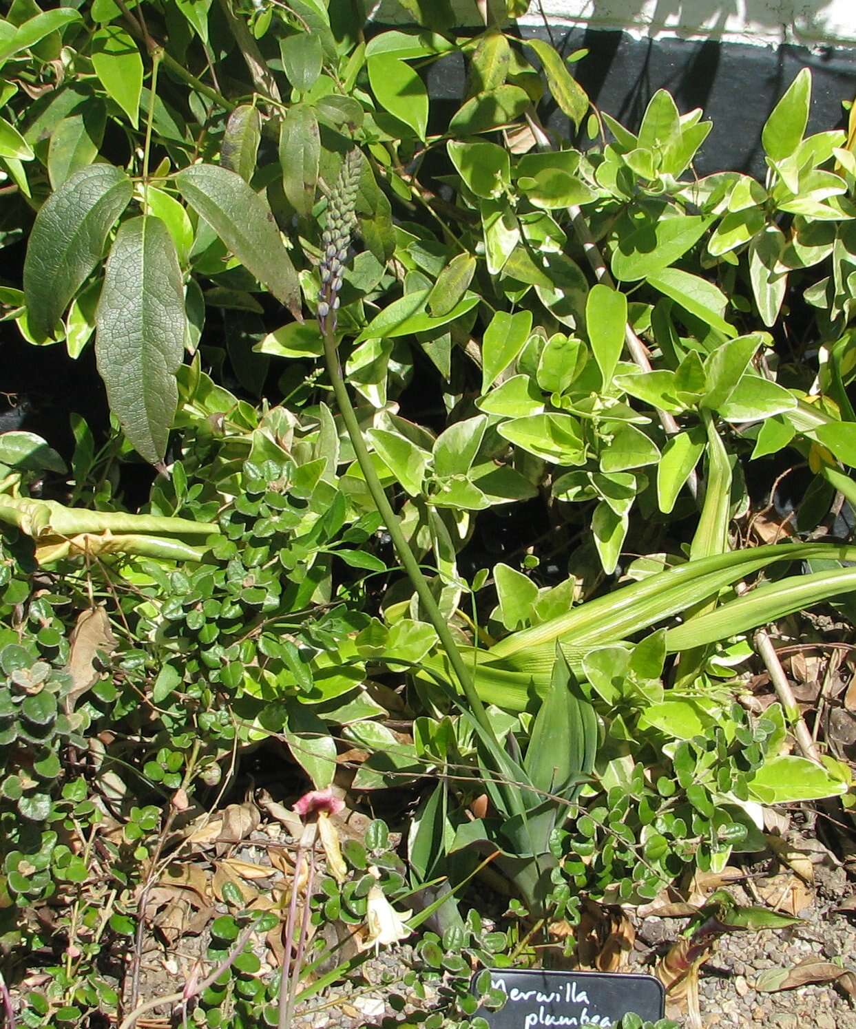 Image of Large blue squill