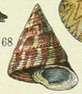 Image of Calliostoma conulus (Linnaeus 1758)