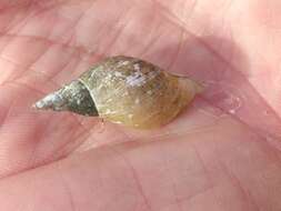 Image of Great Pond Snail