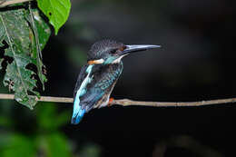 Image of Blue-banded Kingfisher