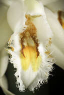 Image of Coelogyne calcicola Kerr