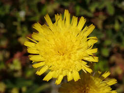 Image of Mouse-ear-hawkweed