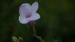 Image of Palay rubbervine