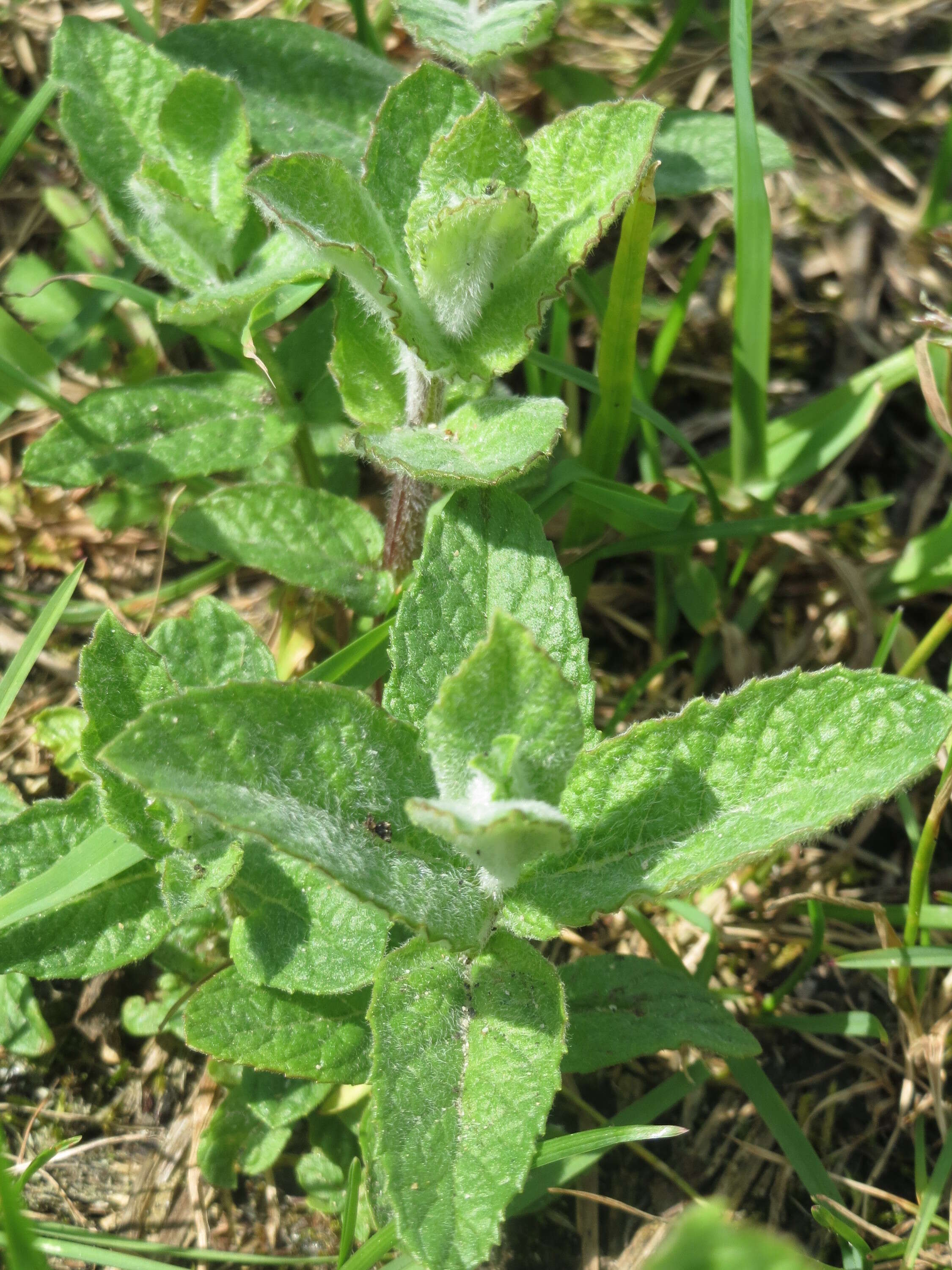 Image of Horse Mint