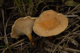 Image of Hygrophoropsis aurantiaca (Wulfen) Maire 1921