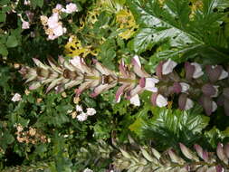 Imagem de Acanthus mollis L.