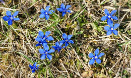 Image of spring gentian