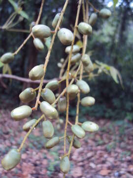 Image of Lannea coromandelica (Houtt.) Merr.