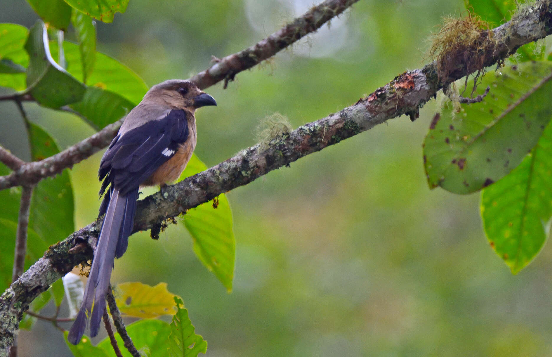 Image of Bornean Treepie