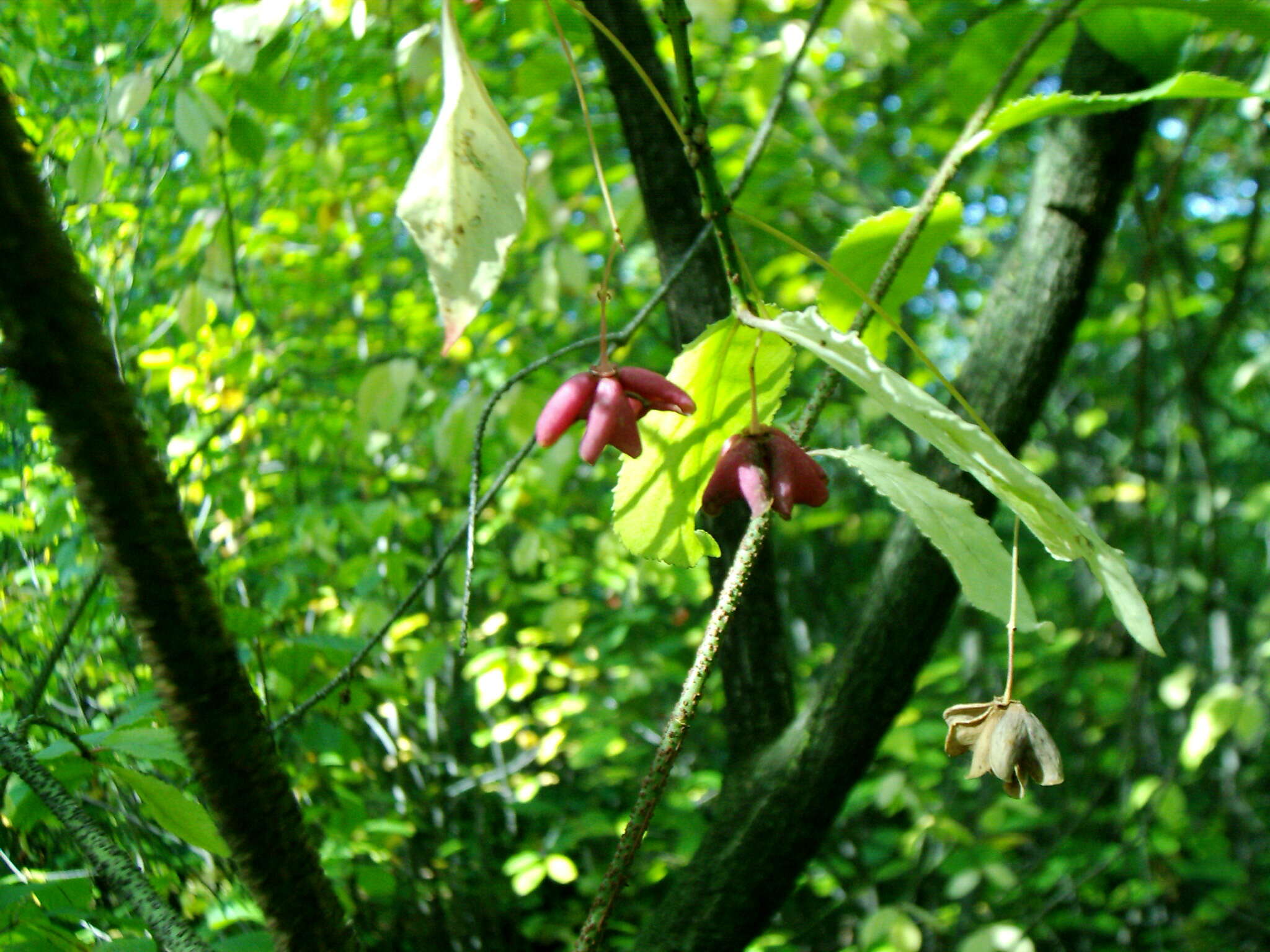 Image of Euonymus verrucosus Scop.