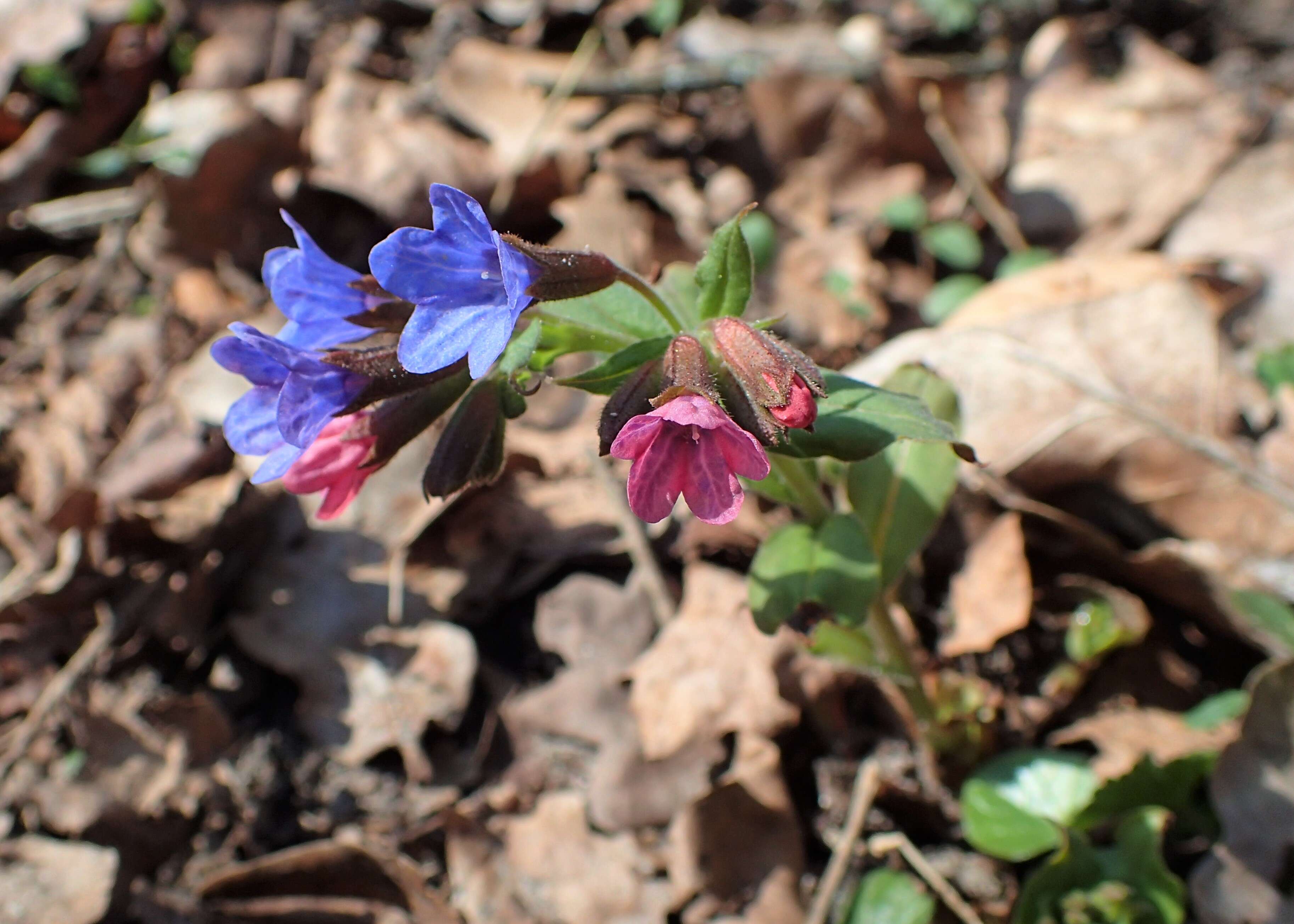 Image of Pulmonaria obscura Dumort.