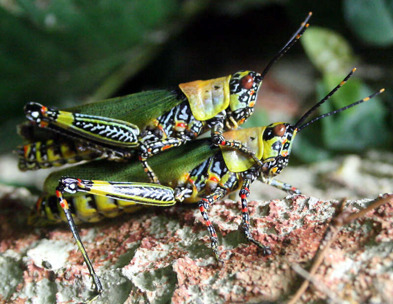 Plancia ëd Zonocerus variegatus (Linnaeus 1758)