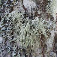 Image of farinose cartilage lichen