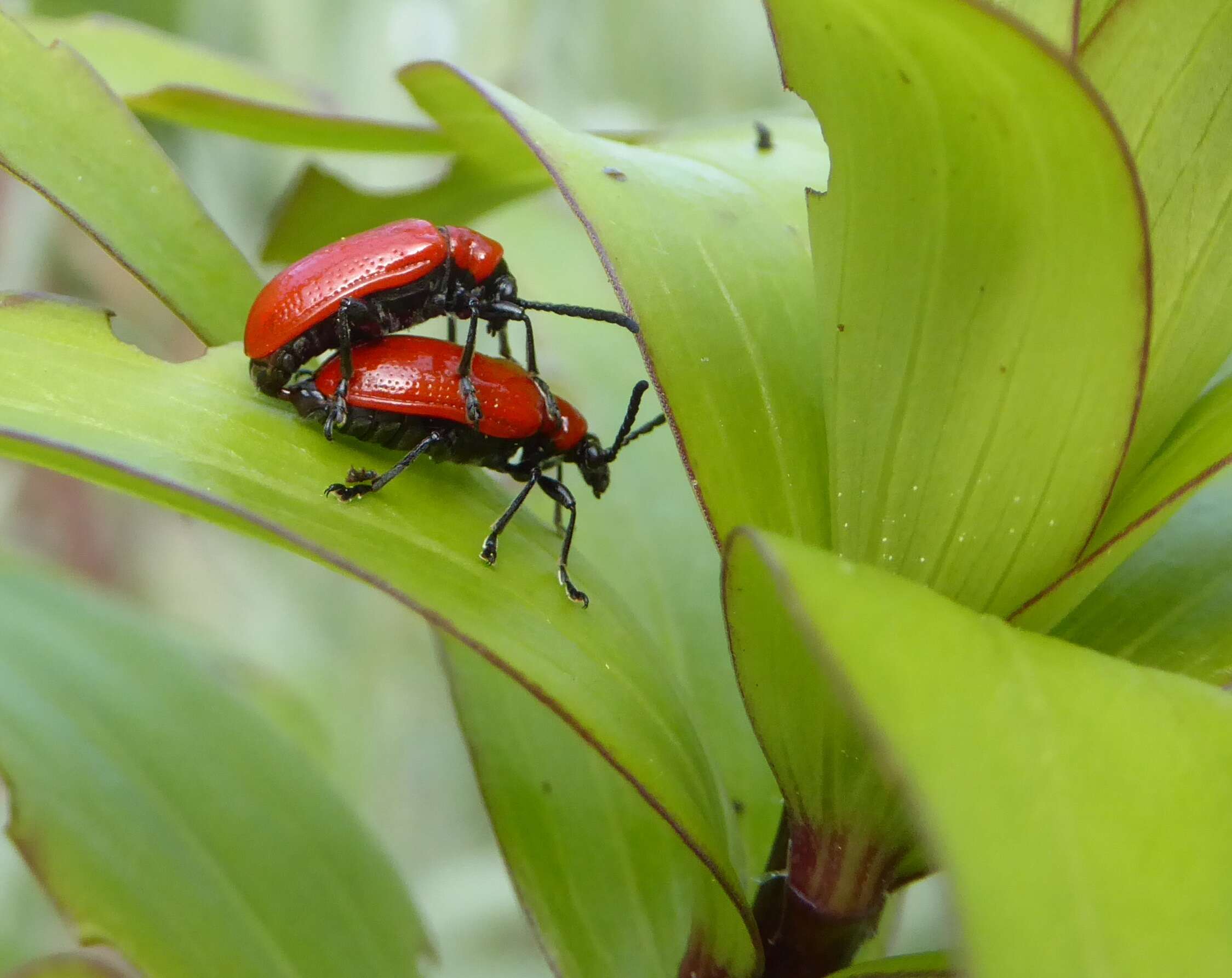 Image of Scarlet lily beetle