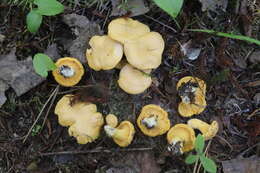 Image of Chanterelle