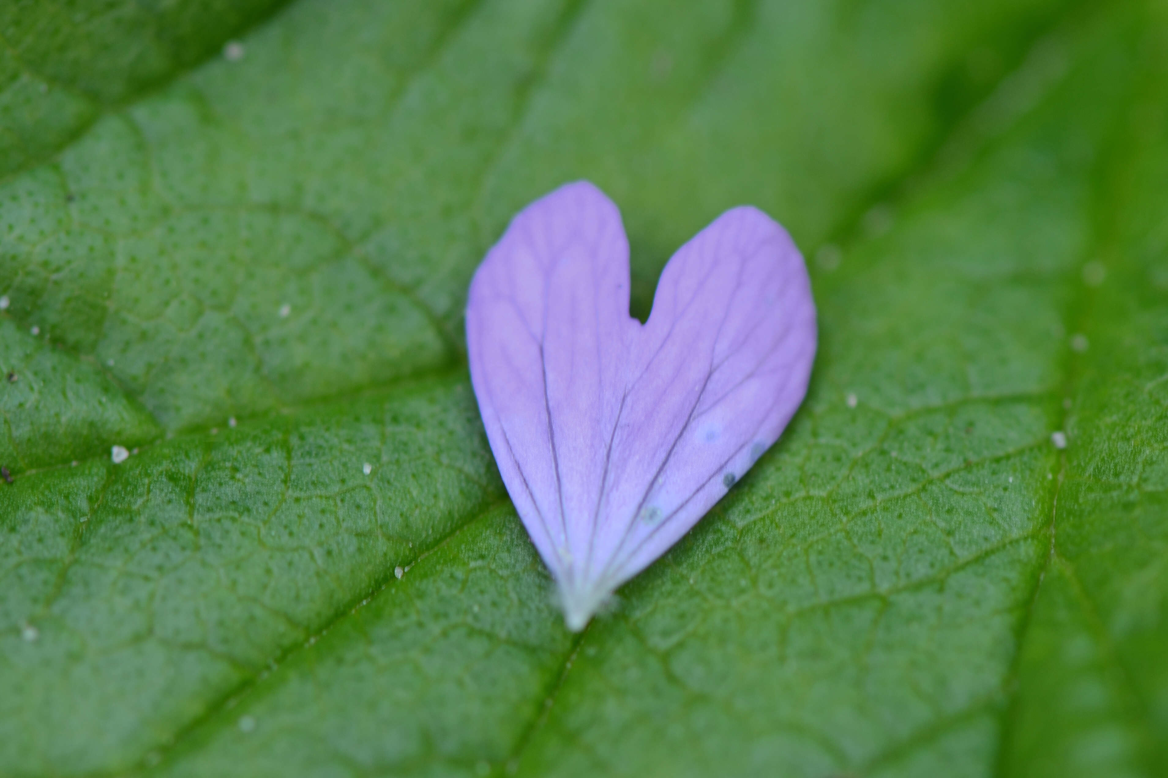 Image of purple heart