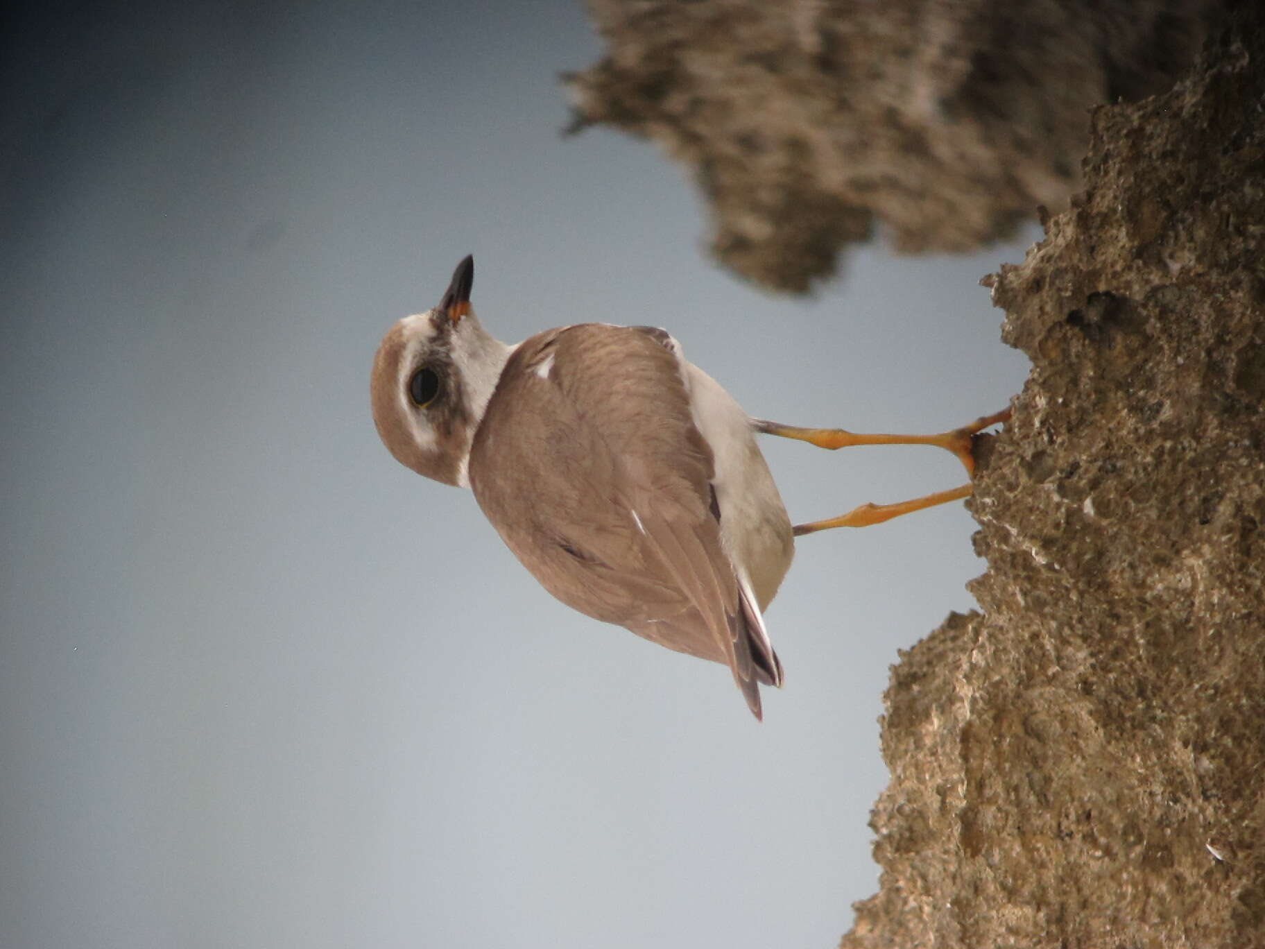 Image of Semipalmated Plover