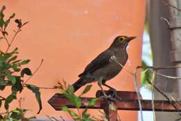 Image of Spectacled Thrush