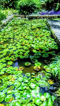 Image of waterlilies