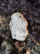 Image of birch polypore