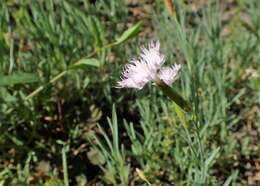 Imagem de Dianthus anatolicus Boiss.