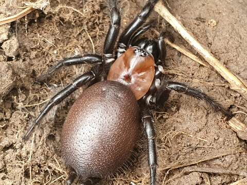 Image of Black tunnelweb