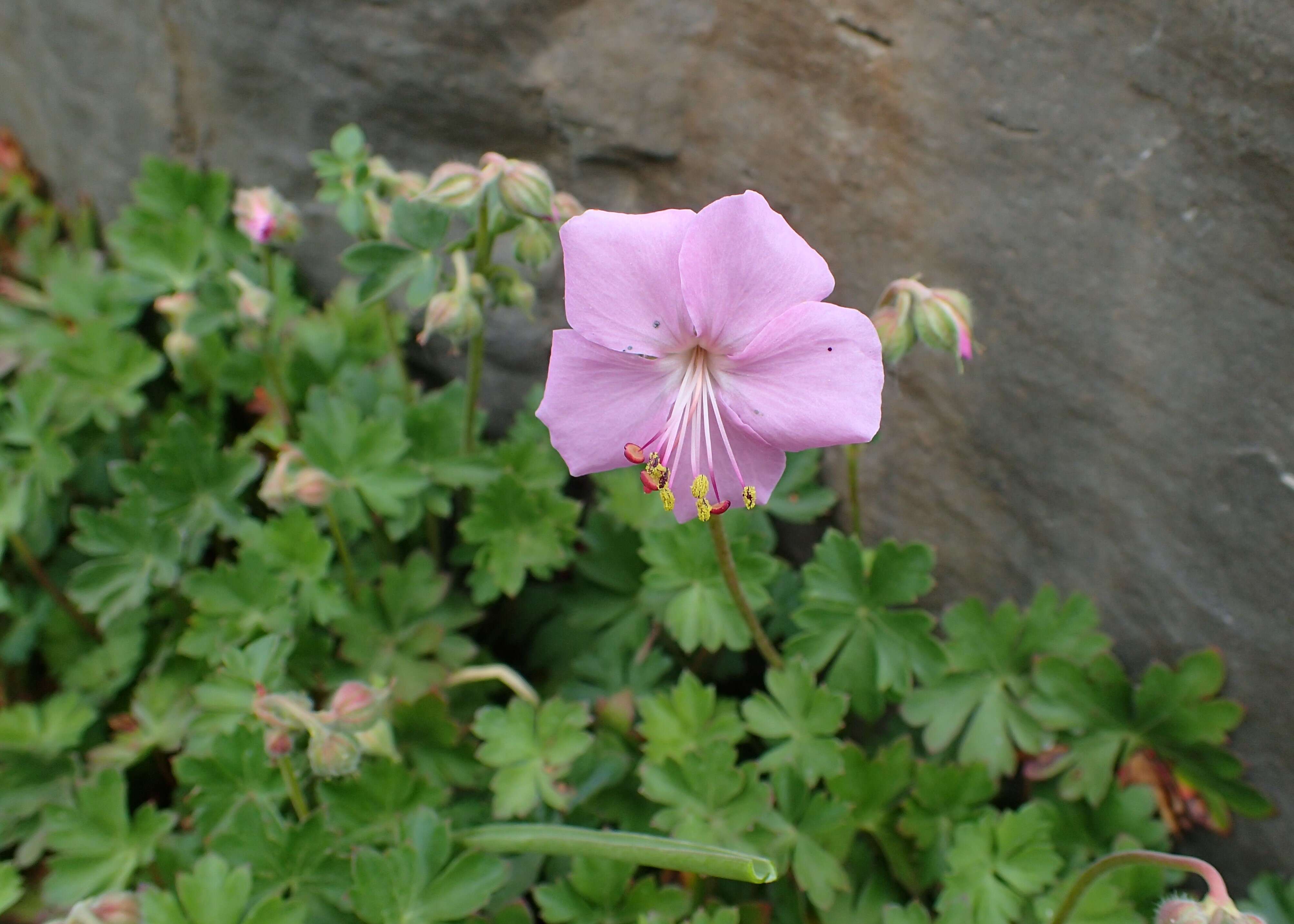 Image of Dalmatian Cranesbill