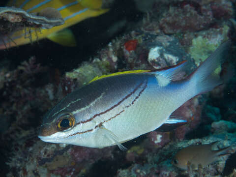 Image of two-lined monocle bream