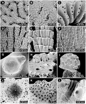 Image of Lace corals