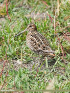 Image of Pin-tailed Snipe