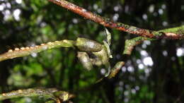 Image of Raputia aromatica Aubl.